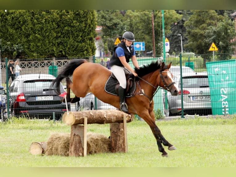 Caballo de Holstein Caballo castrado 7 años 165 cm Castaño in Neuzelle