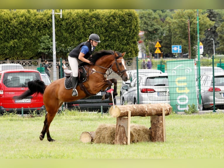 Caballo de Holstein Caballo castrado 7 años 165 cm Castaño in Neuzelle