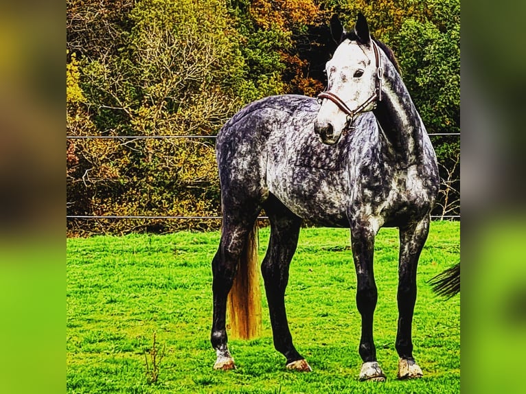 Caballo de Holstein Caballo castrado 7 años 165 cm Tordo in Daun Gemünden