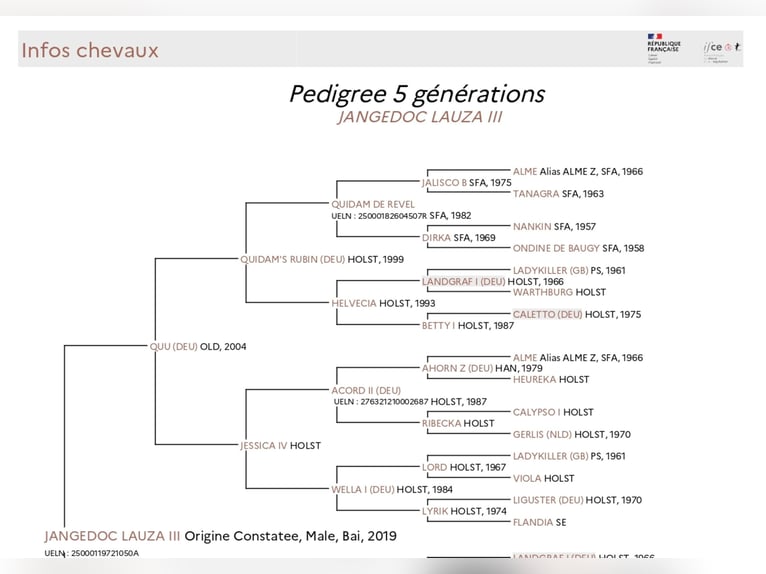 Caballo de Holstein Mestizo Caballo castrado 7 años 167 cm in Couiza