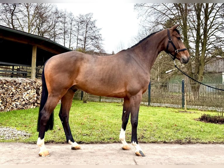 Caballo de Holstein Caballo castrado 7 años 168 cm Castaño in Sangerhausen