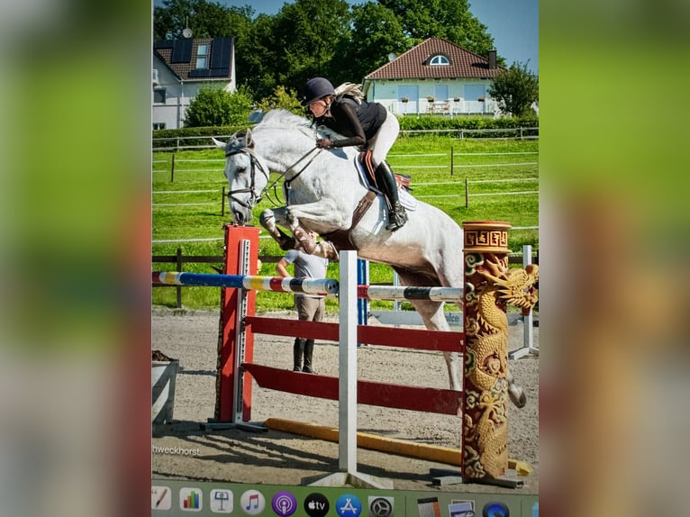 Caballo de Holstein Caballo castrado 7 años 168 cm Tordo in Bergisch Gladbach