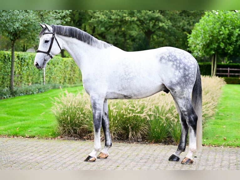 Caballo de Holstein Caballo castrado 7 años 168 cm Tordo in Bladel