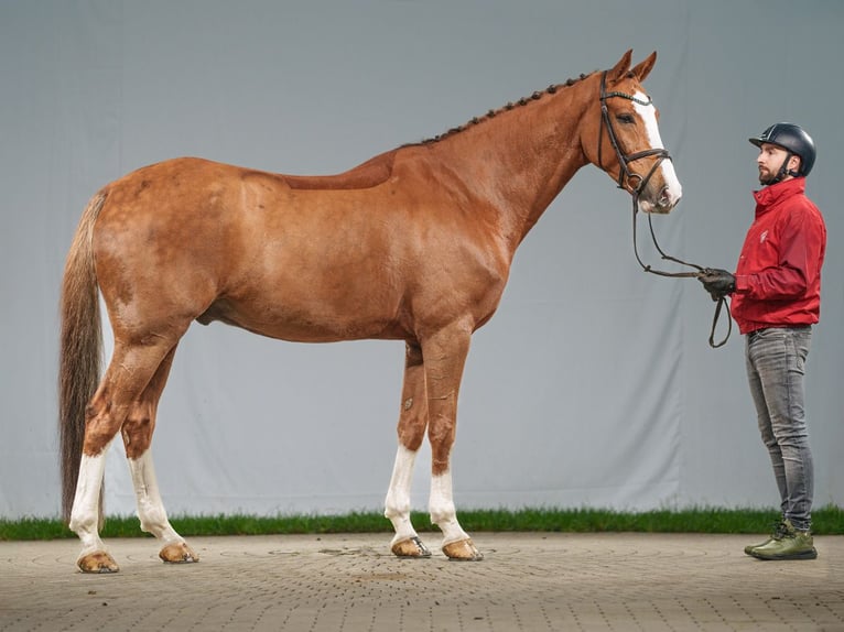 Caballo de Holstein Caballo castrado 7 años 171 cm Alazán in Münster-Handorf