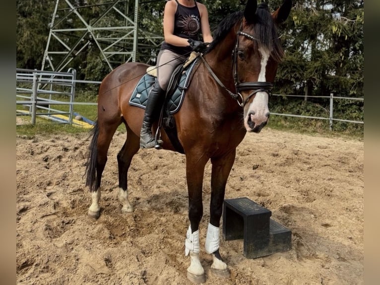 Caballo de Holstein Caballo castrado 7 años 171 cm Castaño in Wrist