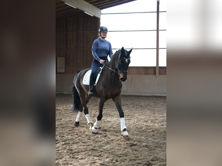 Caballo de Holstein Caballo castrado 7 años 172 cm Castaño oscuro in Fürstenau