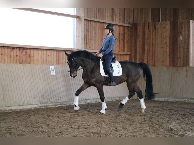 Caballo de Holstein Caballo castrado 7 años 172 cm Castaño oscuro in Fürstenau