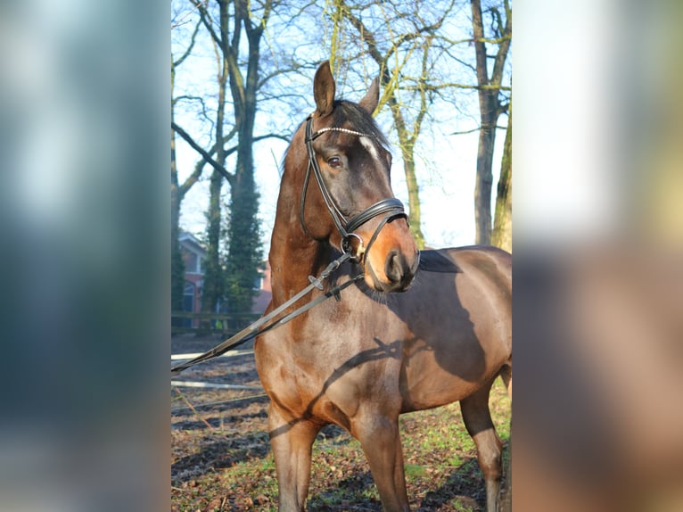 Caballo de Holstein Caballo castrado 7 años 172 cm Castaño oscuro in Fürstenau