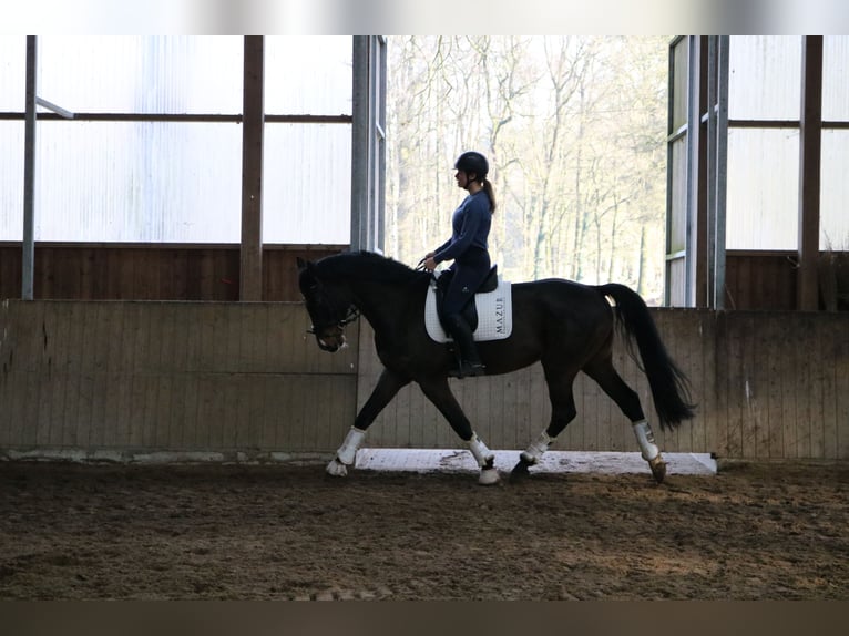 Caballo de Holstein Caballo castrado 7 años 172 cm Castaño oscuro in Fürstenau