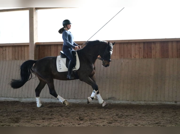 Caballo de Holstein Caballo castrado 7 años 172 cm Castaño oscuro in Fürstenau