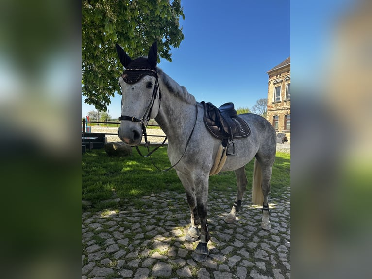 Caballo de Holstein Caballo castrado 7 años 173 cm Tordo in Meuselwitz