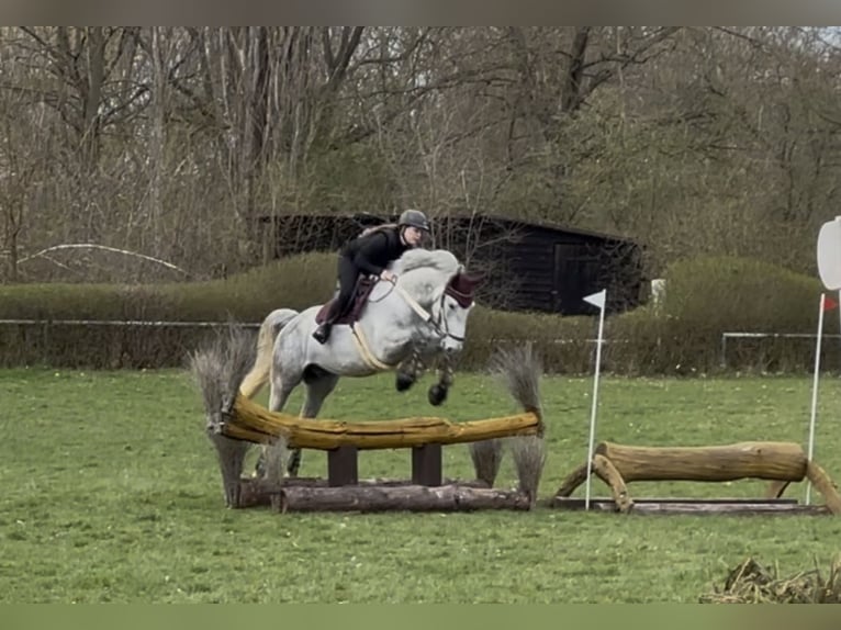 Caballo de Holstein Caballo castrado 7 años 173 cm Tordo in Meuselwitz