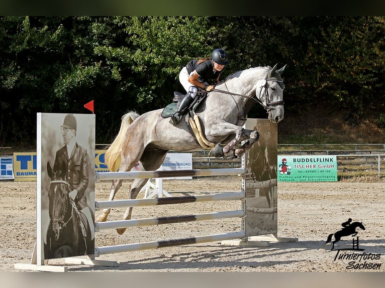 Caballo de Holstein Caballo castrado 7 años 173 cm Tordo in Meuselwitz