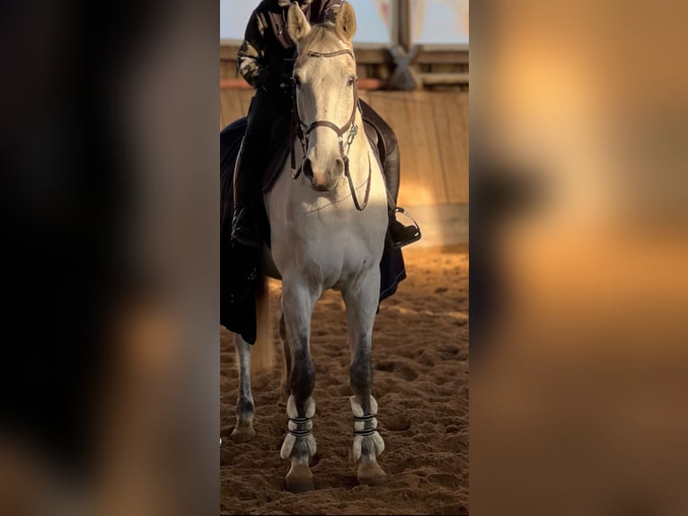 Caballo de Holstein Caballo castrado 7 años 174 cm Tordo in Seedorf