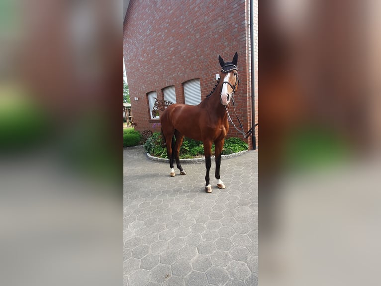 Caballo de Holstein Caballo castrado 7 años 176 cm Castaño in Bad Laer