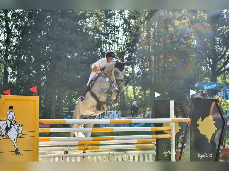 Caballo de Holstein Caballo castrado 7 años 178 cm Tordo in Greiz