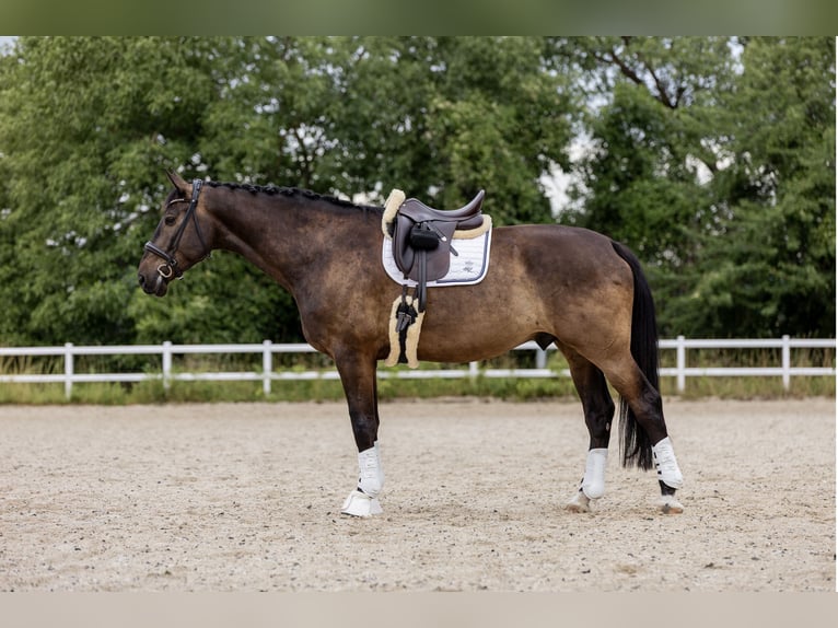 Caballo de Holstein Caballo castrado 7 años 184 cm Castaño oscuro in Hochheim am Main