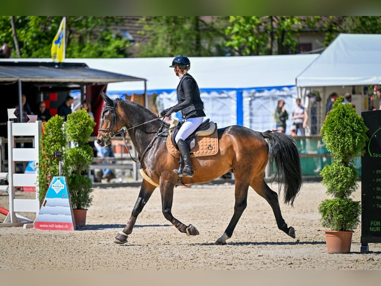 Caballo de Holstein Caballo castrado 8 años 163 cm Castaño oscuro in Luzern
