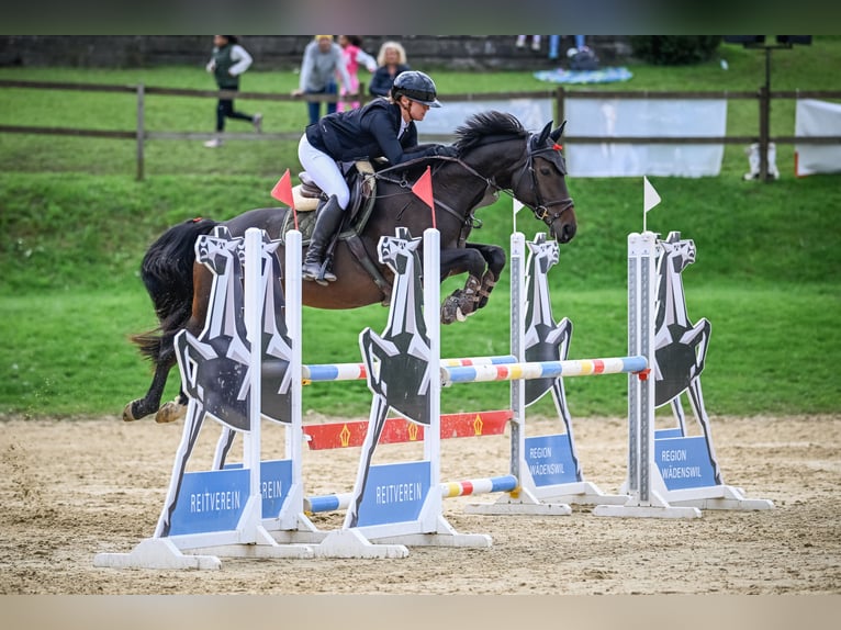 Caballo de Holstein Caballo castrado 8 años 163 cm Castaño oscuro in Luzern