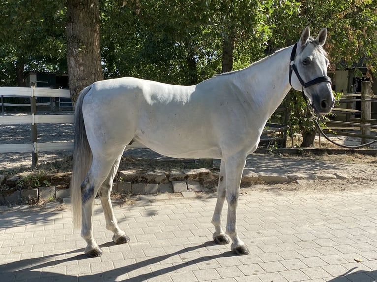 Caballo de Holstein Caballo castrado 8 años 166 cm Tordo in Neuried