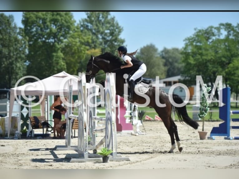 Caballo de Holstein Mestizo Caballo castrado 8 años 167 cm Castaño oscuro in Ljubljana