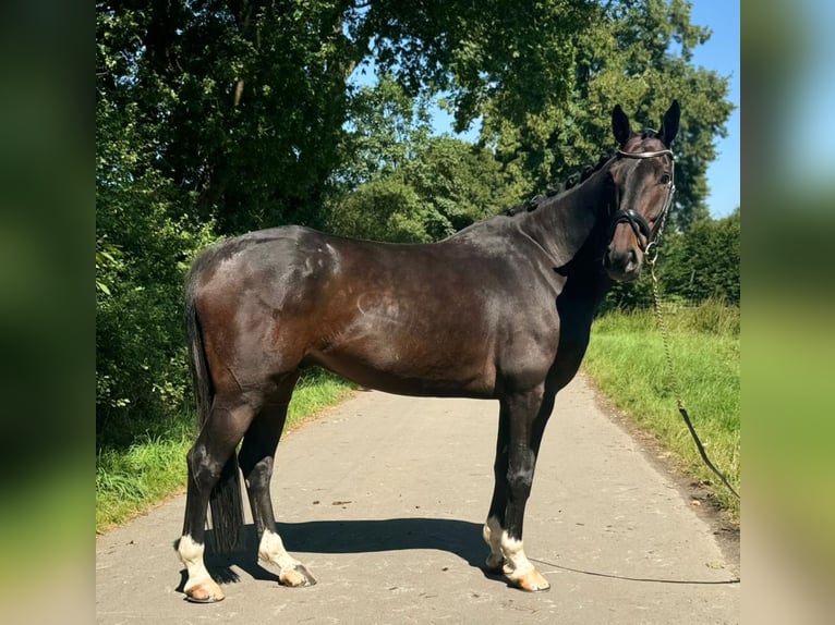 Caballo de Holstein Caballo castrado 8 años 168 cm Castaño oscuro in Kerpen