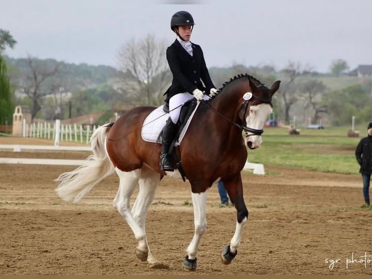 Caballo de Holstein Caballo castrado 8 años 170 cm  in Madrid