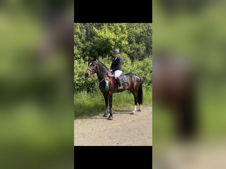 Caballo de Holstein Caballo castrado 8 años 173 cm Morcillo in BehrendorfBehrendorf