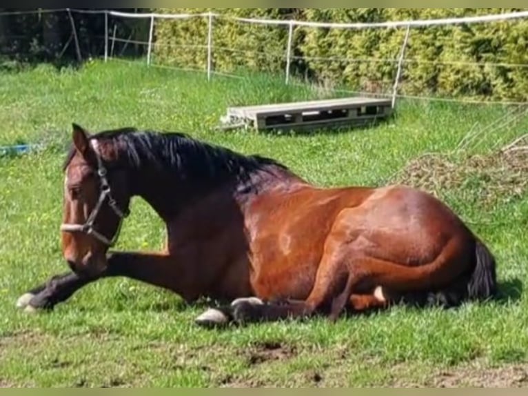 Caballo de Holstein Caballo castrado 8 años 174 cm Castaño in G&#xE4;rtringen