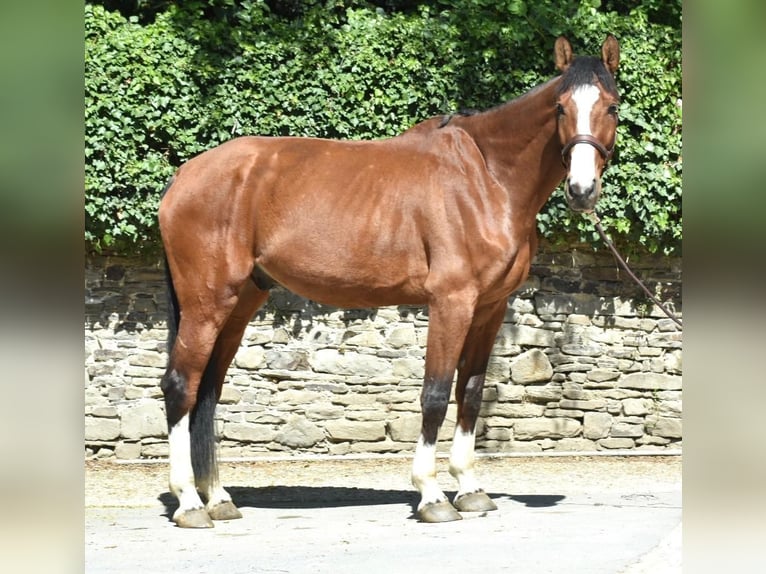 Caballo de Holstein Caballo castrado 8 años 178 cm Castaño in Ratingen