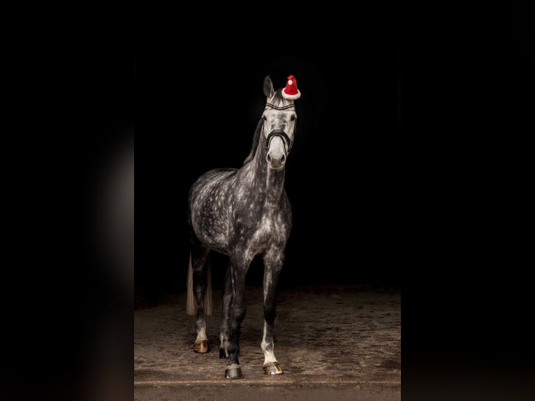 Caballo de Holstein Caballo castrado 8 años 178 cm Tordo rodado in Balve