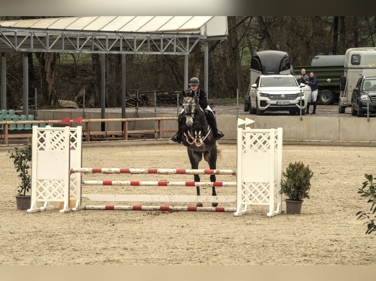 Caballo de Holstein Caballo castrado 8 años 178 cm Tordo rodado in Balve