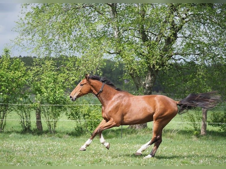 Caballo de Holstein Caballo castrado 8 años 182 cm Castaño in Bimöhlen