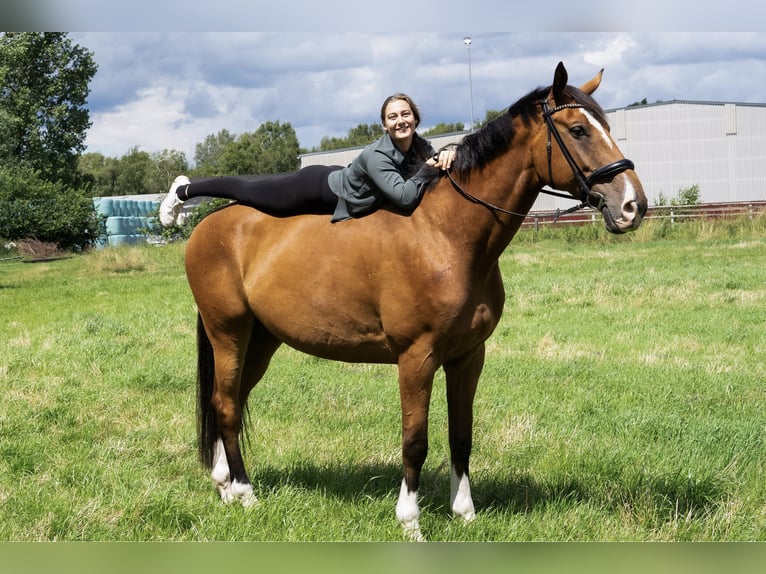 Caballo de Holstein Caballo castrado 8 años 182 cm Castaño in Bimöhlen