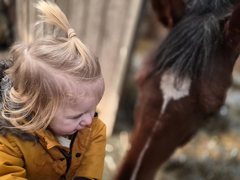 Caballo de Holstein Caballo castrado 8 años 183 cm Castaño in Emmerich