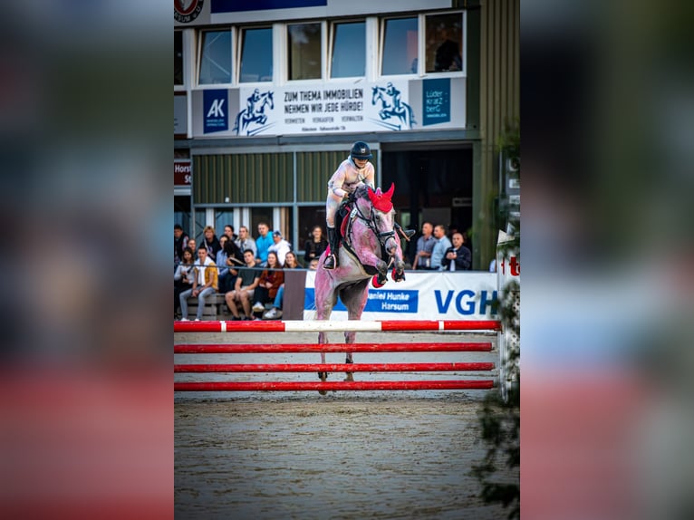 Caballo de Holstein Caballo castrado 9 años 163 cm Tordo picazo in Hannover