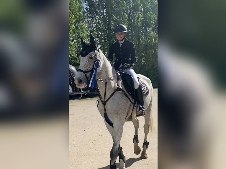 Caballo de Holstein Caballo castrado 9 años 163 cm Tordo picazo in Hannover