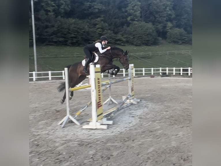 Caballo de Holstein Caballo castrado 9 años 167 cm Castaño oscuro in Spittal an der Drau