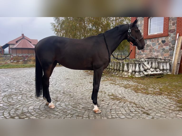 Caballo de Holstein Caballo castrado 9 años 168 cm Castaño rojizo in Guidel