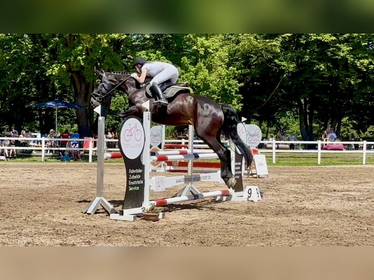Caballo de Holstein Caballo castrado 9 años 168 cm Morcillo in Otzberg