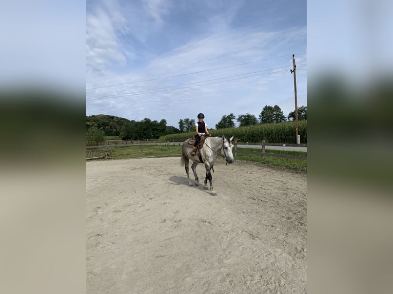 Caballo de Holstein Caballo castrado 9 años 168 cm Tordo rodado in Söchau