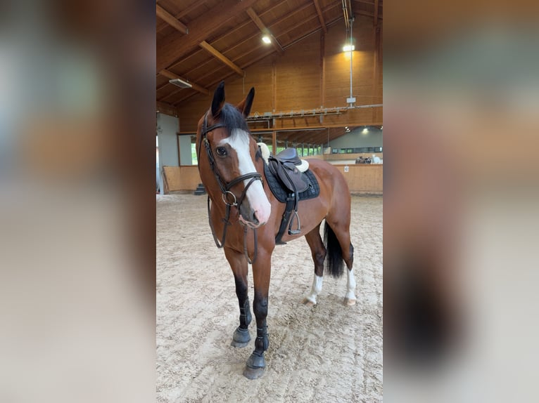 Caballo de Holstein Caballo castrado 9 años 172 cm Castaño in Goldbach