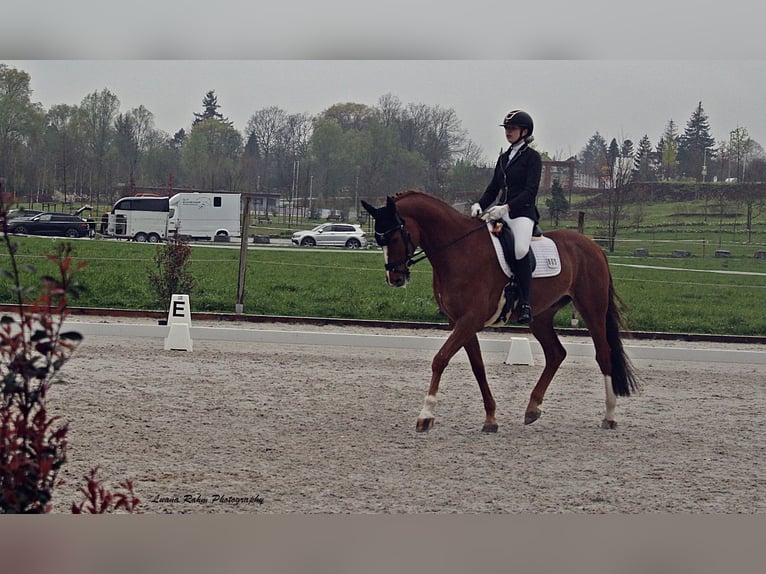 Caballo de Holstein Caballo castrado 9 años 173 cm Alazán in Ahlen