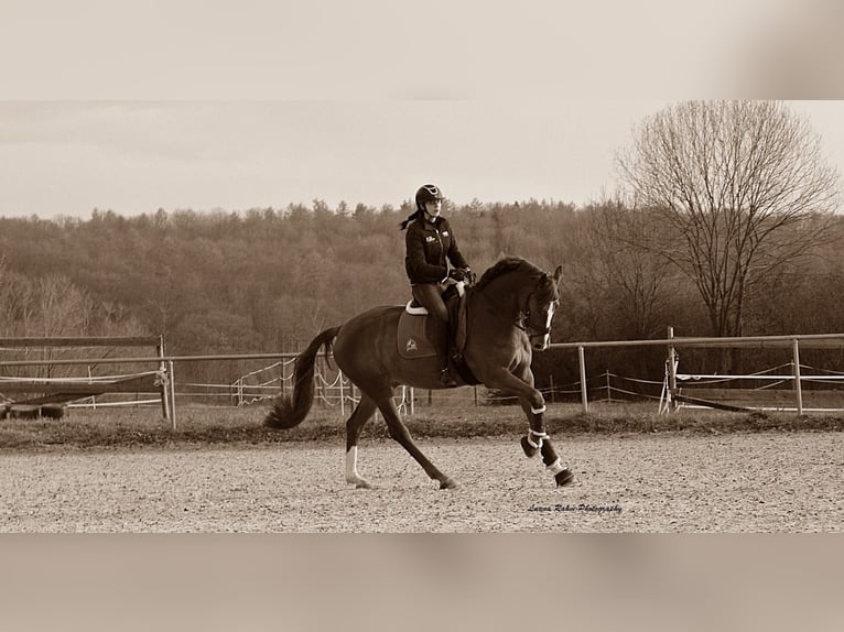 Caballo de Holstein Caballo castrado 9 años 173 cm Alazán in Ahlen