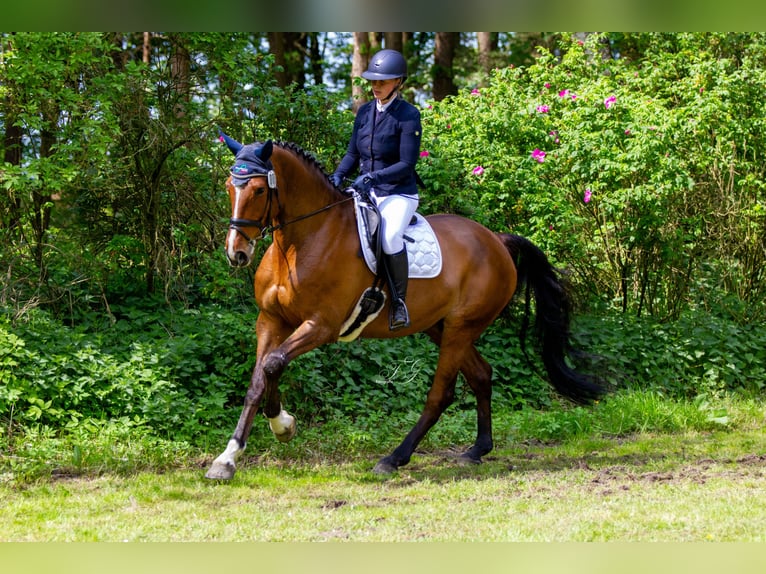 Caballo de Holstein Caballo castrado 9 años 175 cm Castaño in Büsumer Deichhausen