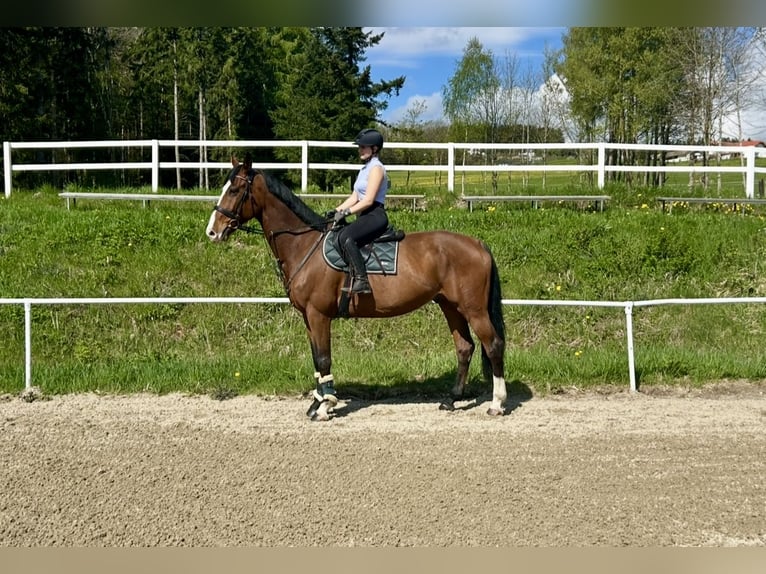 Caballo de Holstein Caballo castrado 9 años 175 cm Castaño in Pelmberg