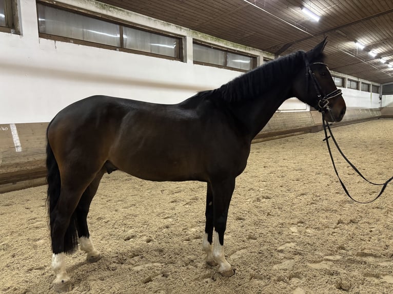 Caballo de Holstein Caballo castrado 9 años 176 cm Castaño in Neufahrn bei Freising