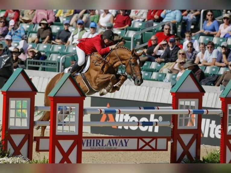 Caballo de Holstein Desconocido Embrión  in GROTE-BROGEL