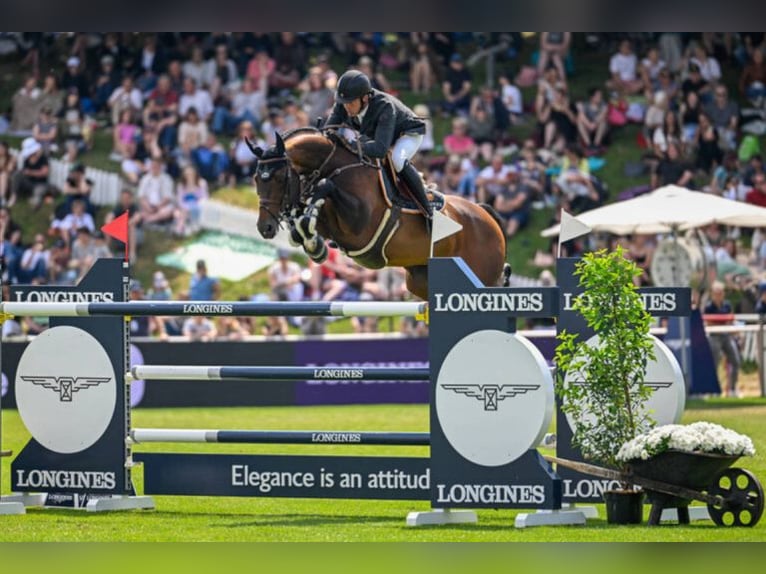 Caballo de Holstein Desconocido Embrión  in Kaulille