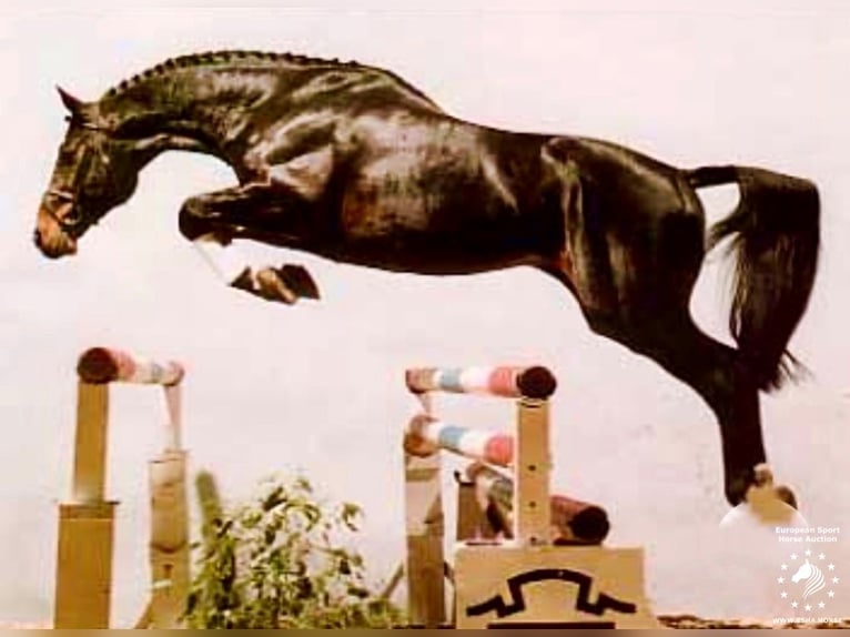 Caballo de Holstein Semental Embrión  in Kaulille